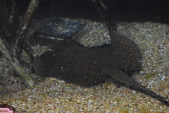 Potamotrygon motoro