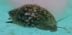Physa