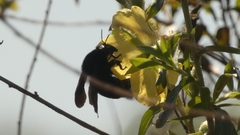 Bombus pauloensis