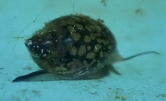 Physa