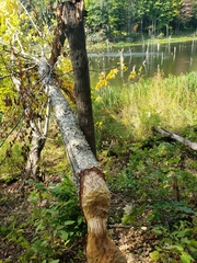 Castor canadensis
