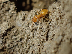 Acanthomyops