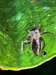 Pachylis heteropus