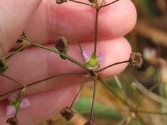 Alisma lanceolatum