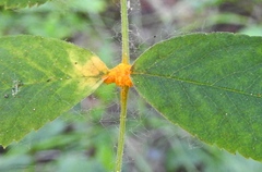 Phragmidium