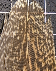 Gorsachius melanolophus