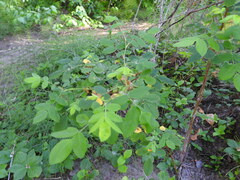 Rosa gymnocarpa