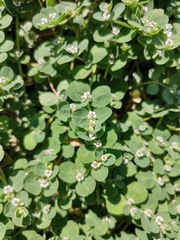 Euphorbia albomarginata
