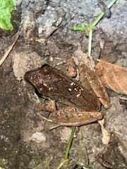 Pristimantis achatinus