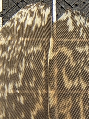 Gorsachius melanolophus