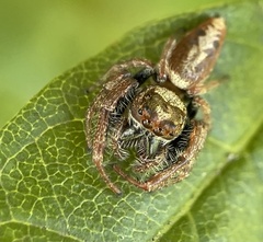 Opisthoncus quadratarius