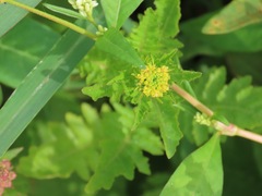 Rorippa