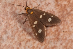 Dysauxes famula