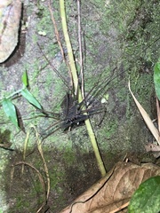 Amblypygi