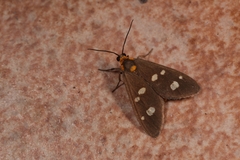 Dysauxes famula