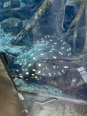 Potamotrygon leopoldi