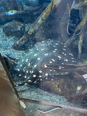 Potamotrygon leopoldi