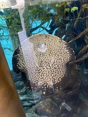 Potamotrygon leopoldi