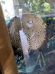 Potamotrygon leopoldi