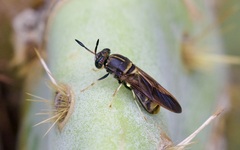 Hermetia subpellucida