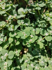 Euphorbia albomarginata