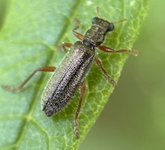 Lemidia subaenea