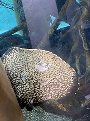 Potamotrygon leopoldi