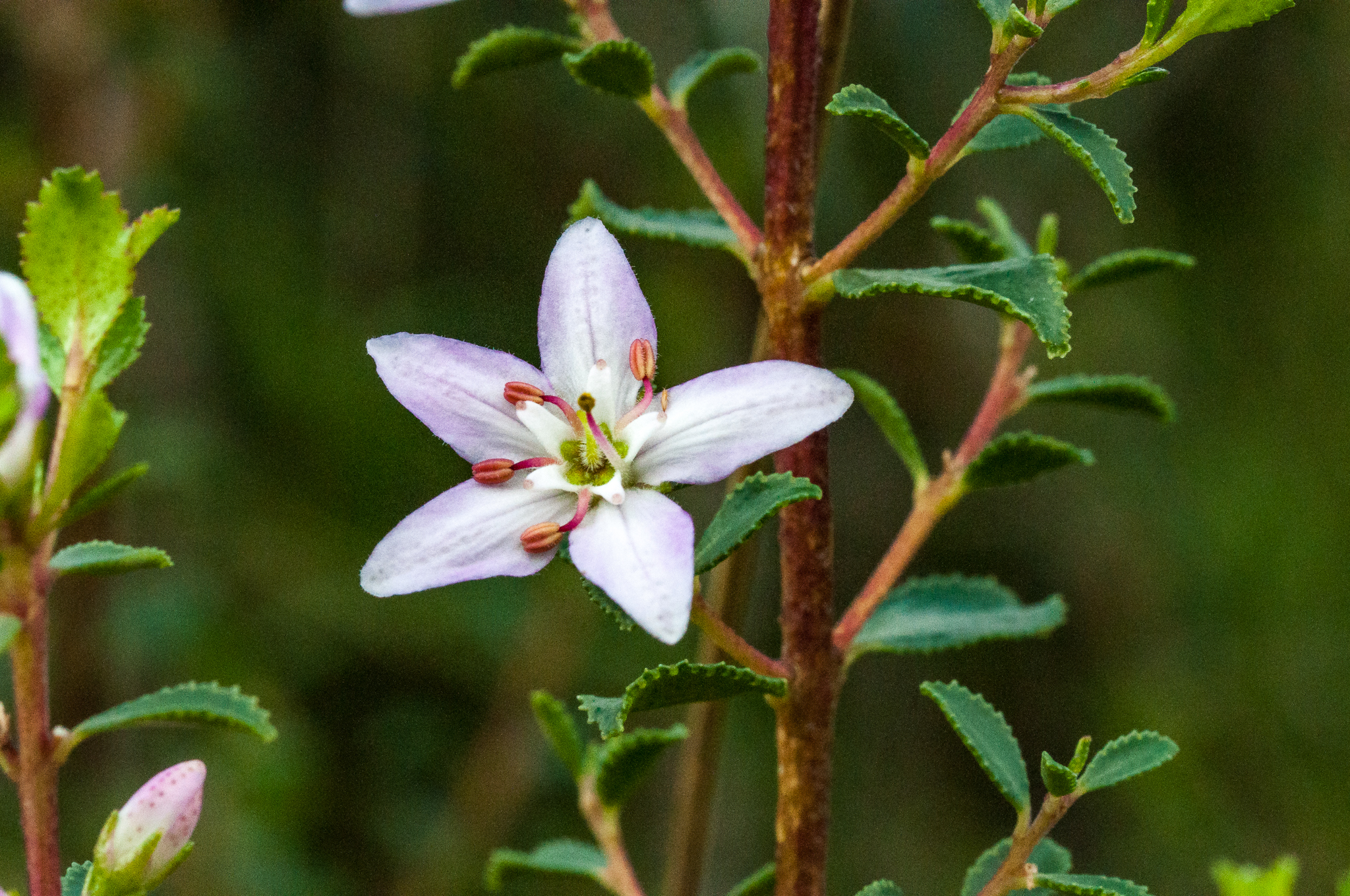 Agathosma
