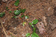 Epigaea repens