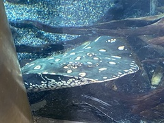 Potamotrygon leopoldi