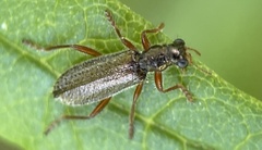 Lemidia subaenea