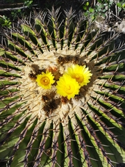 Echinocactus platyacanthus