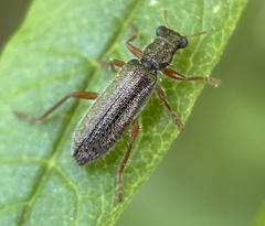 Lemidia subaenea