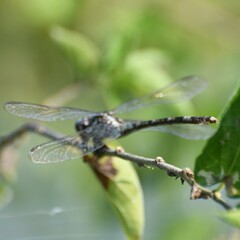 Gomphidae