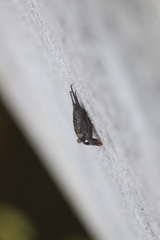 Aratus pisonii