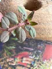 Euphorbia ophthalmica