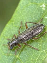 Lemidia subaenea