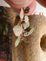 Euphorbia ophthalmica