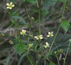 Geum × catlingii