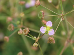 Alisma