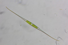 Closterium kuetzingii