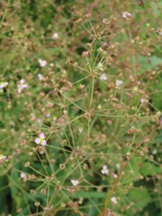 Alisma