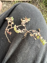 Euphorbia ophthalmica