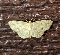 Scopula compensata