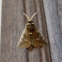 Megalopyge albicollis