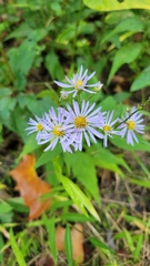 Symphyotrichum prenanthoides