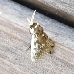 Megalopyge albicollis