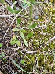 Centaurium erythraea