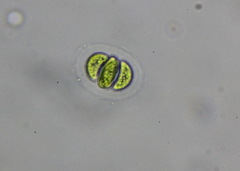 Nephrocytium lunatum