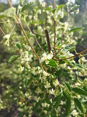 Lippia graveolens